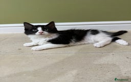 Domestic Shorthair cats for sale: 2 fluffy boys left - Advert 6