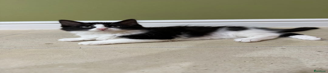 Domestic Shorthair Kitten 2