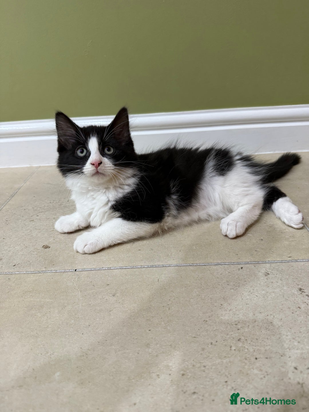 Domestic Shorthair cats for sale: 2 fluffy boys left - Advert 6