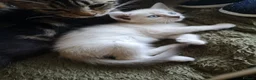 Mixed Breed cats for sale: Half and full Bengal  - Advert 4