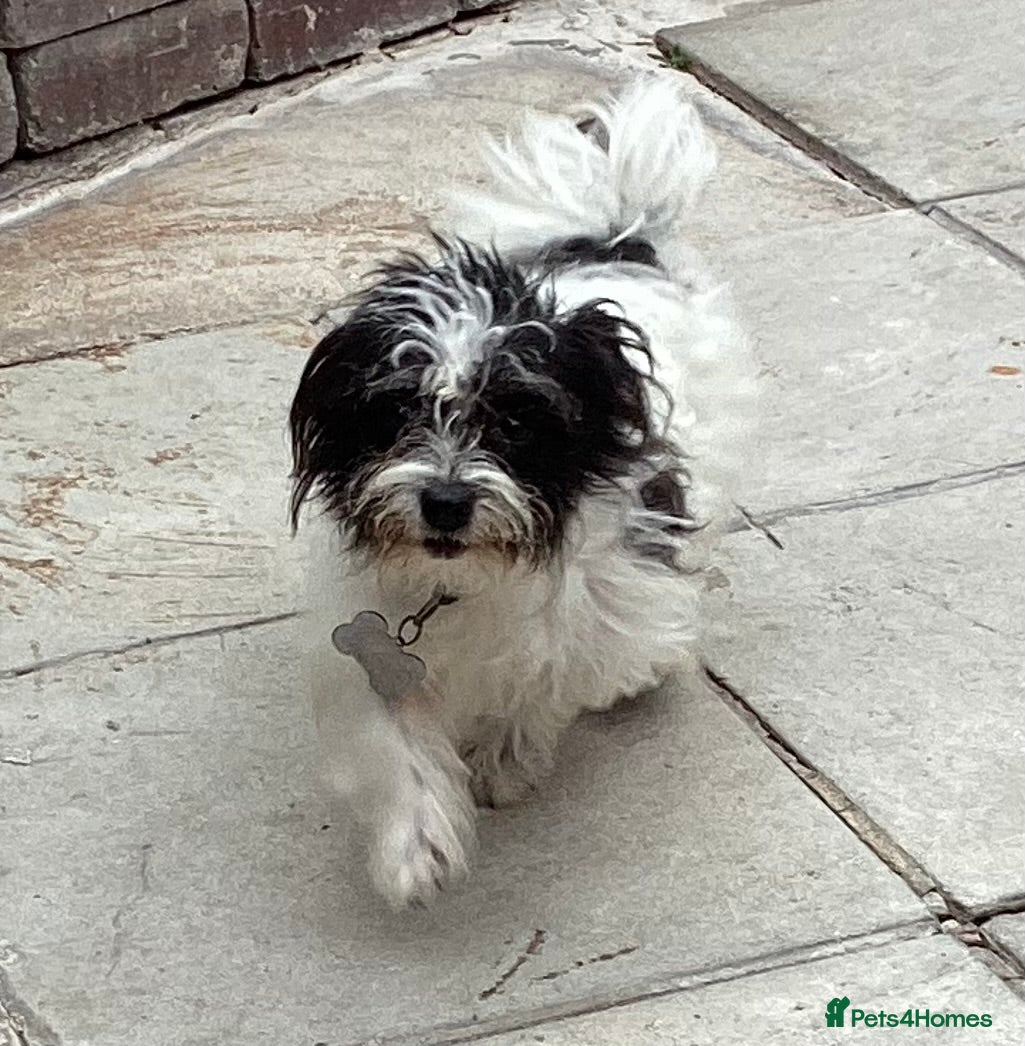 Doxiepoo dogs Beautiful toy poodle phantom rare colour 3/4 pups - Advert 17