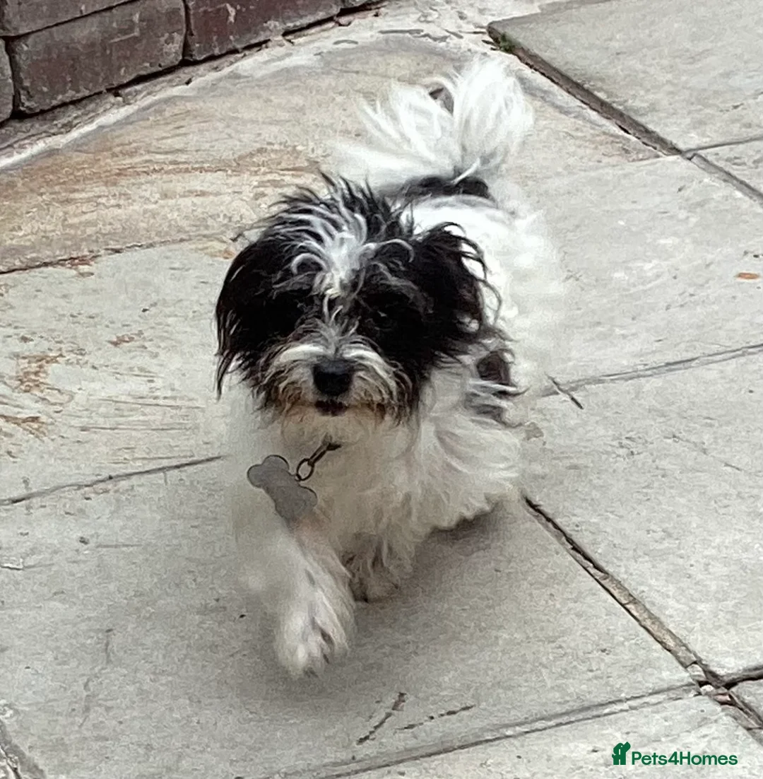 Doxiepoo dogs for sale: Beautiful toy poodle 3/4 puppies - Advert 2