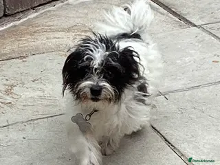 Doxiepoo dogs Beautiful toy poodle phantom rare colour 3/4 pups - Advert 17