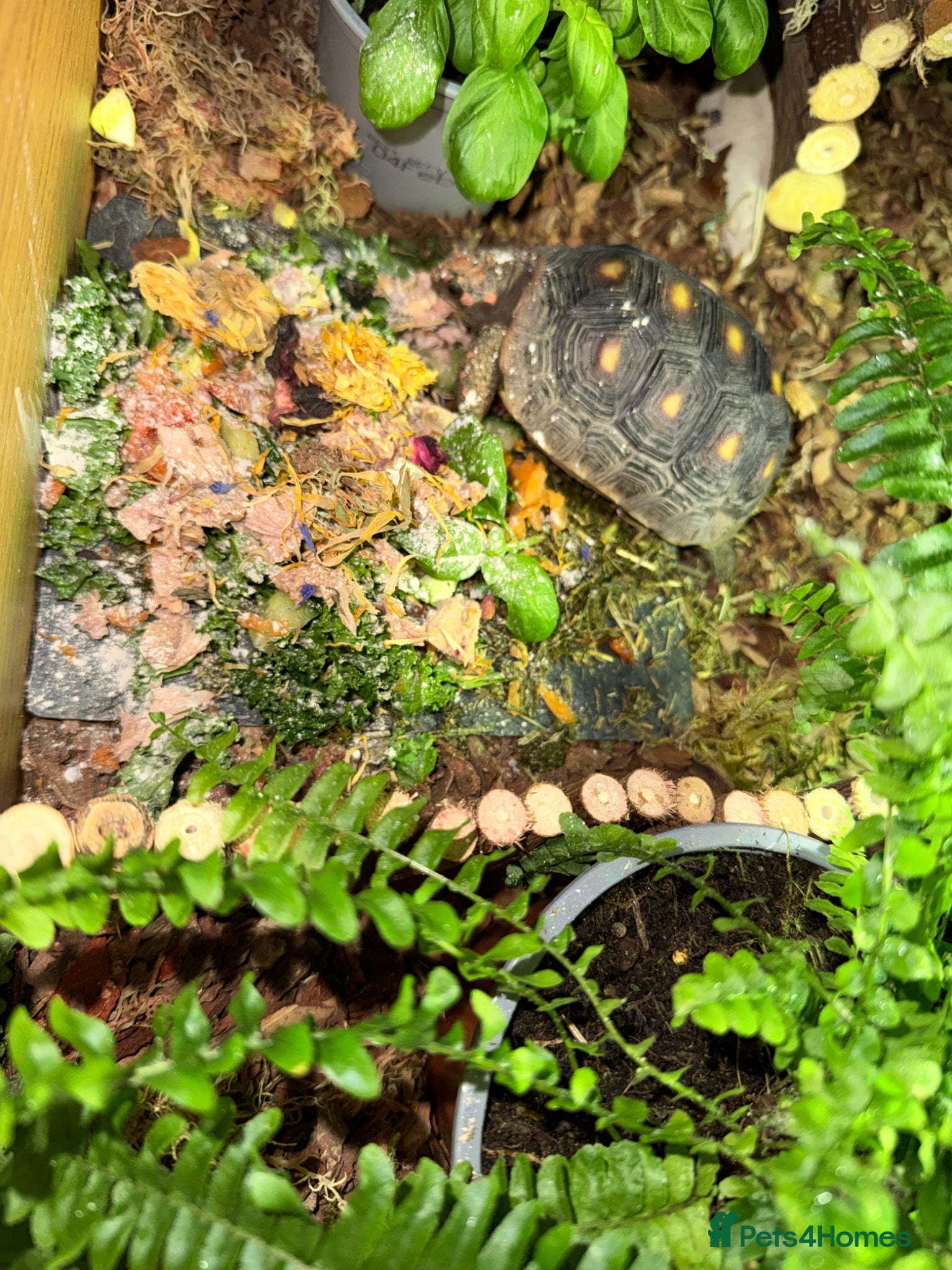 Tortoise reptiles for sale: Red foot tortoise  in Saint Leonards-on-sea - Advert 25