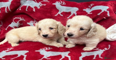 Miniature Dachshund dogs - Advert 2