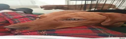 Labrador Retriever dogs for sale: KC Reg Deep Fox Red Lab -low parental hip score - Advert 4