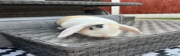 English Lop rabbits for sale: Reluctantly having to rehome our rabbits  in Warrington - Advert 2