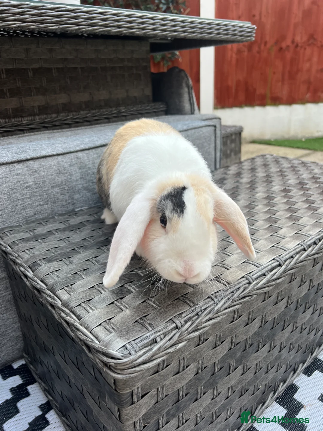 English Lop rabbits for sale: Reluctantly having to rehome our rabbits  in Warrington - Advert 2