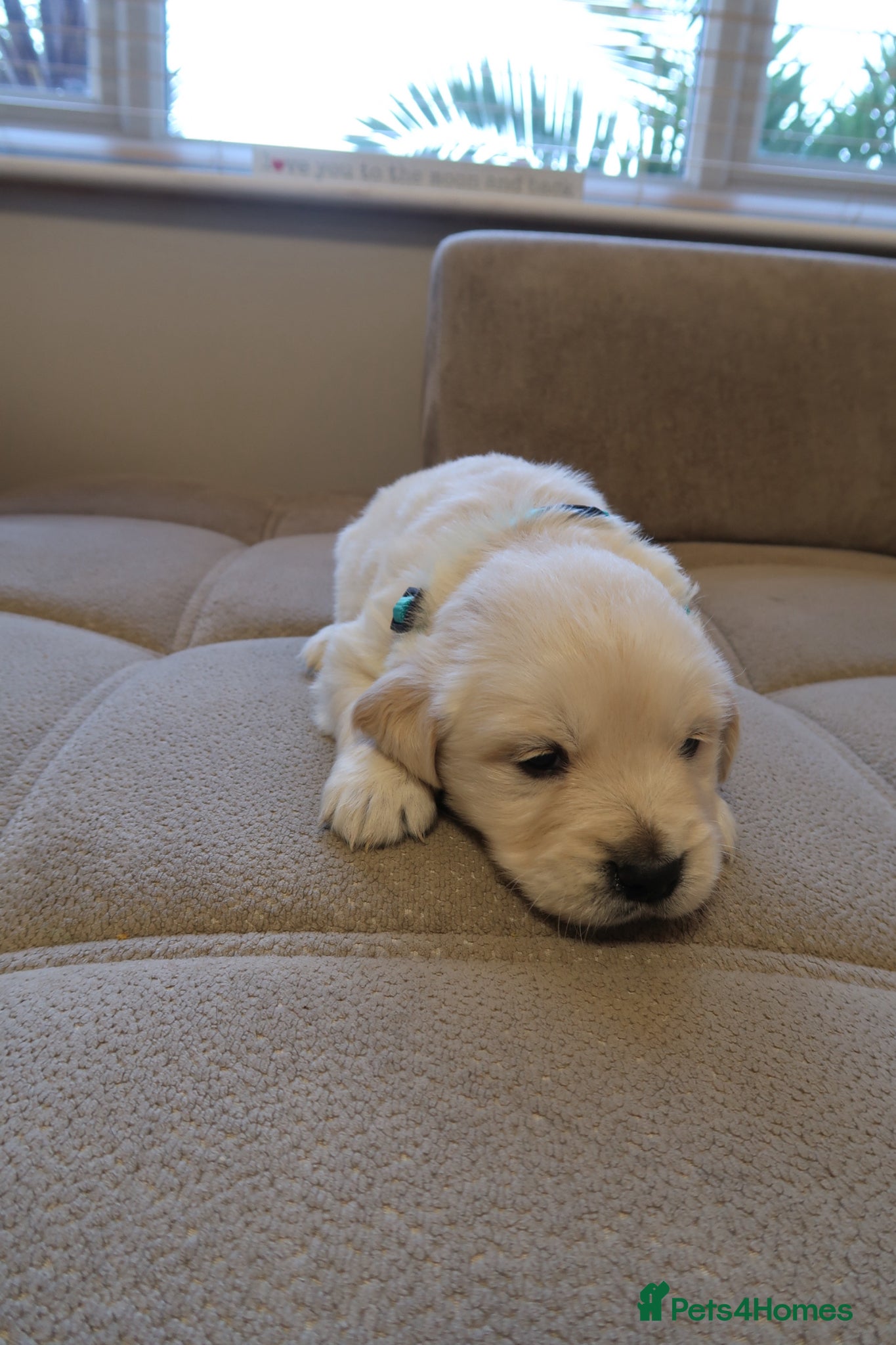 Golden Retriever dogs for sale: Pure bread puppies - Advert 16