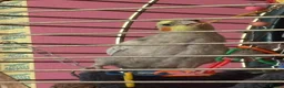 Cockatiels birds for sale: Male and female friendly cockatiels  - Advert 4