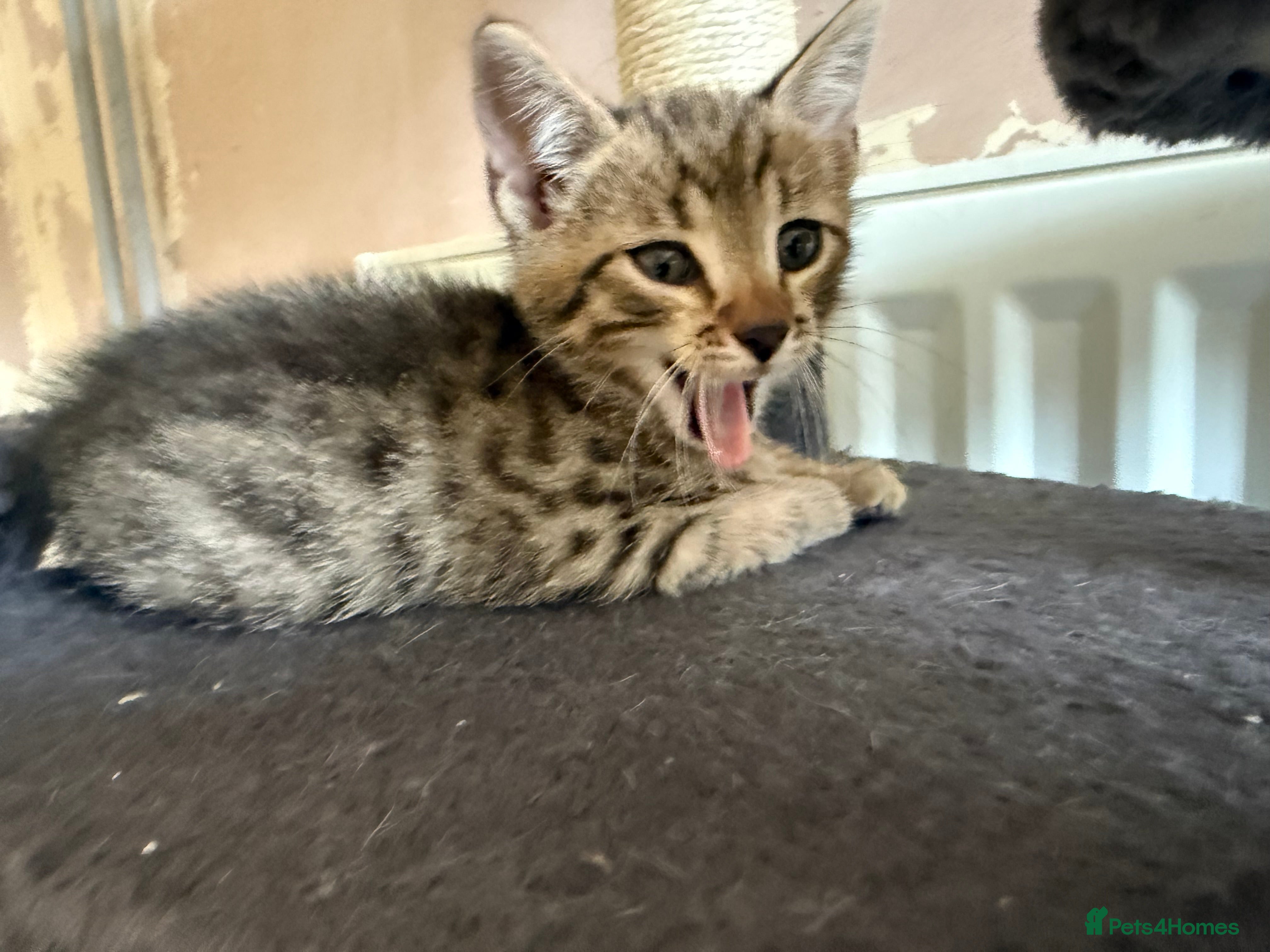 Bengal cats for sale: 1 female kitten available  - Advert 13