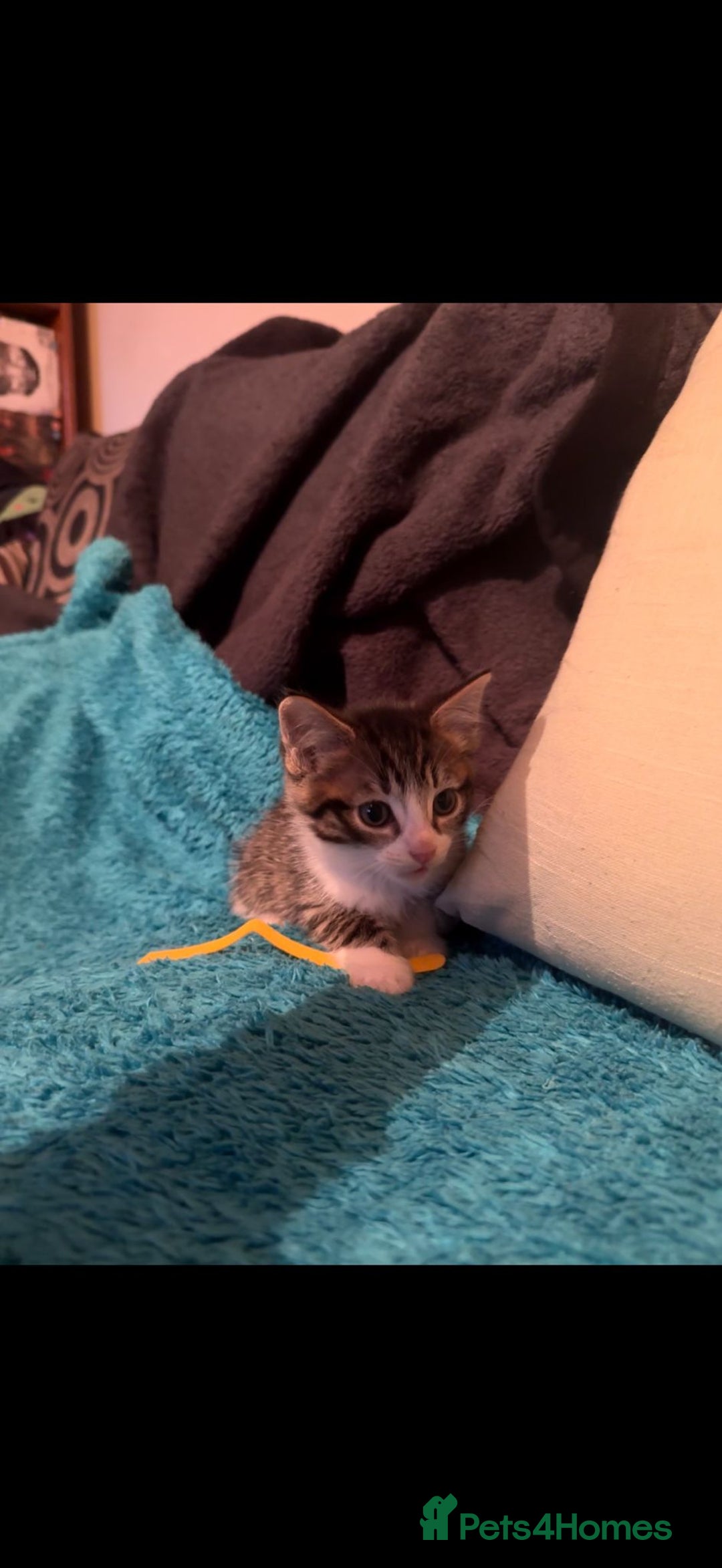 Mixed Breed cats for sale: 6 beautiful male kittens - Advert 5