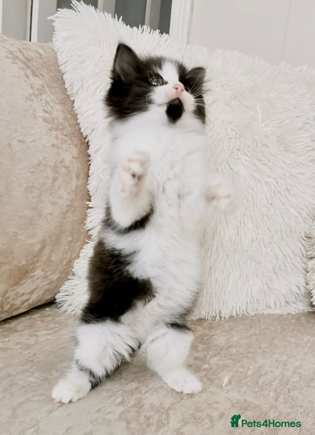 Mixed Breed cats for sale: Ragdoll X Maine Coon Kittens - Image 7