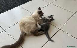 Ragdoll cats for sale: Boy Kitten, ragdoll cross - Image 8