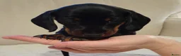 Miniature Dachshund dogs for sale: 💜 miniature dachshunds 💝 in Preston - Advert 13