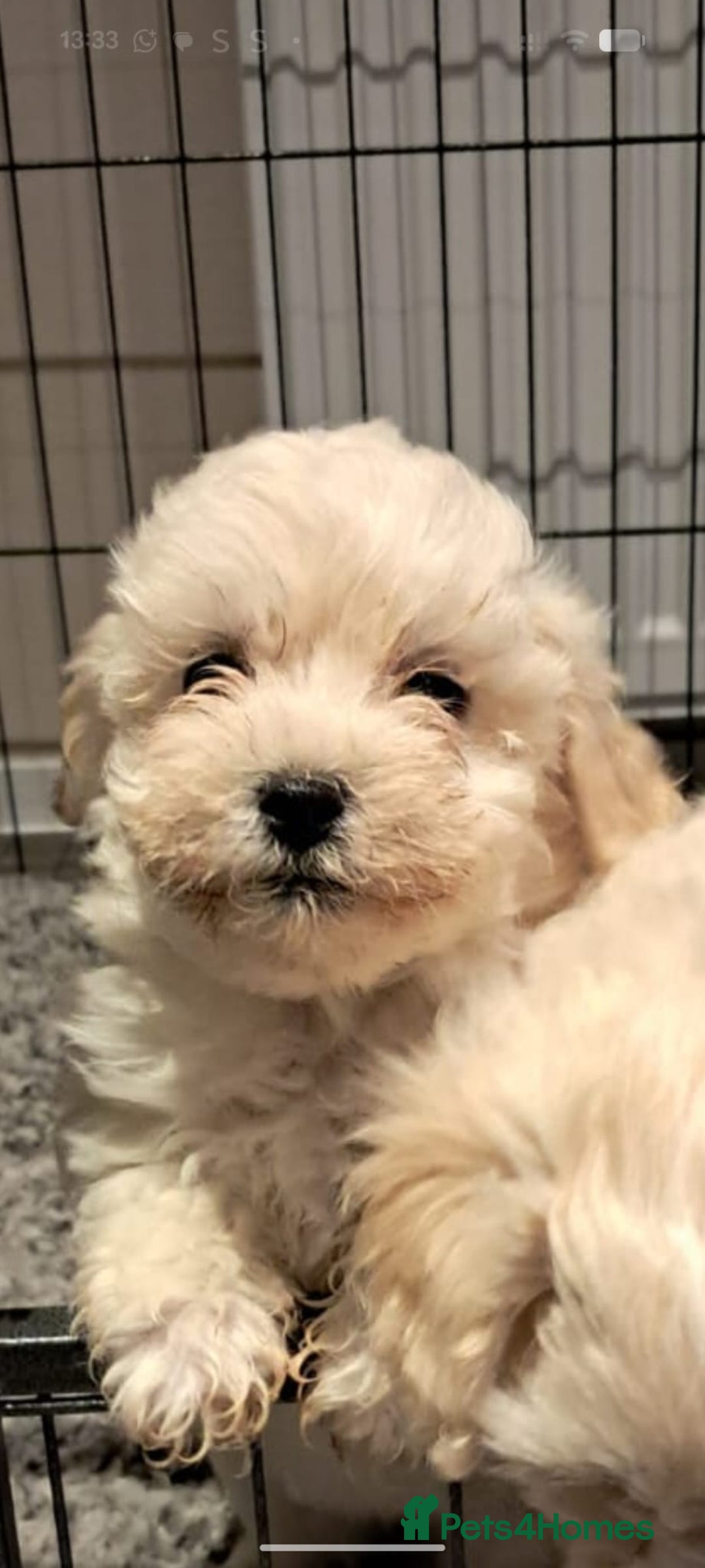 Maltipoo dogs for sale: Maltipoo pups ready now  - Advert 8