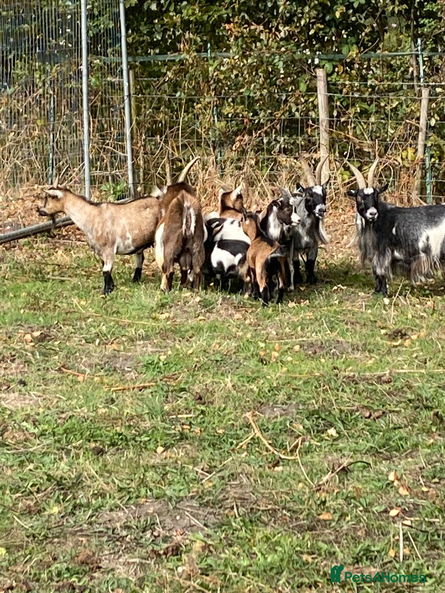 Goats livestock 3 Pygmy billy goats - Advert 18