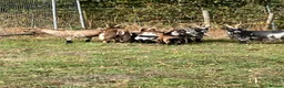 Goats livestock for sale: 3 Pygmy billy goats in Woking - Advert 1