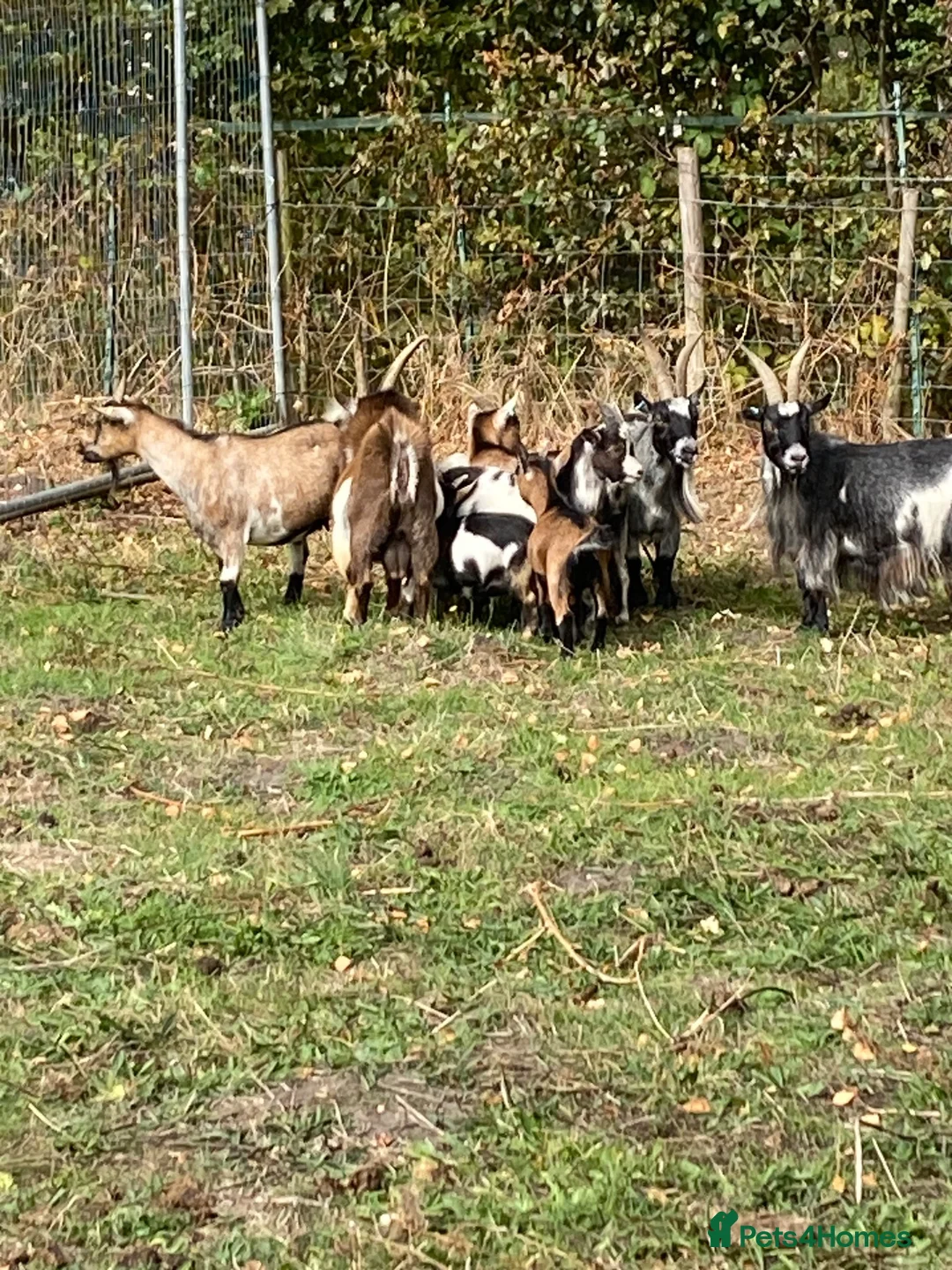 Goats livestock for sale: 3 Pygmy billy goats in Woking - Advert 1