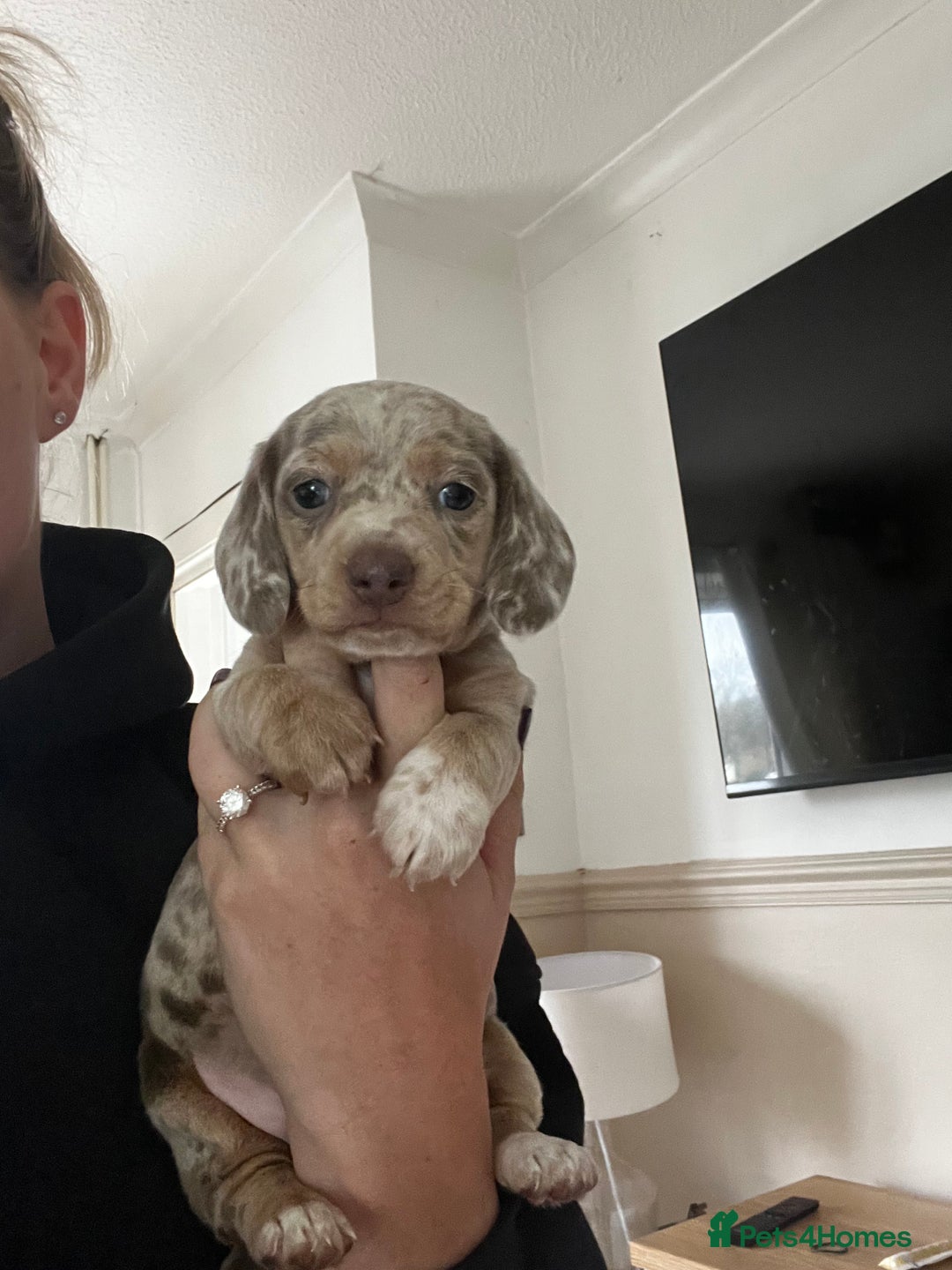 Miniature Dachshund dogs for sale: Short haired miniature dachshund puppies  - Advert 9