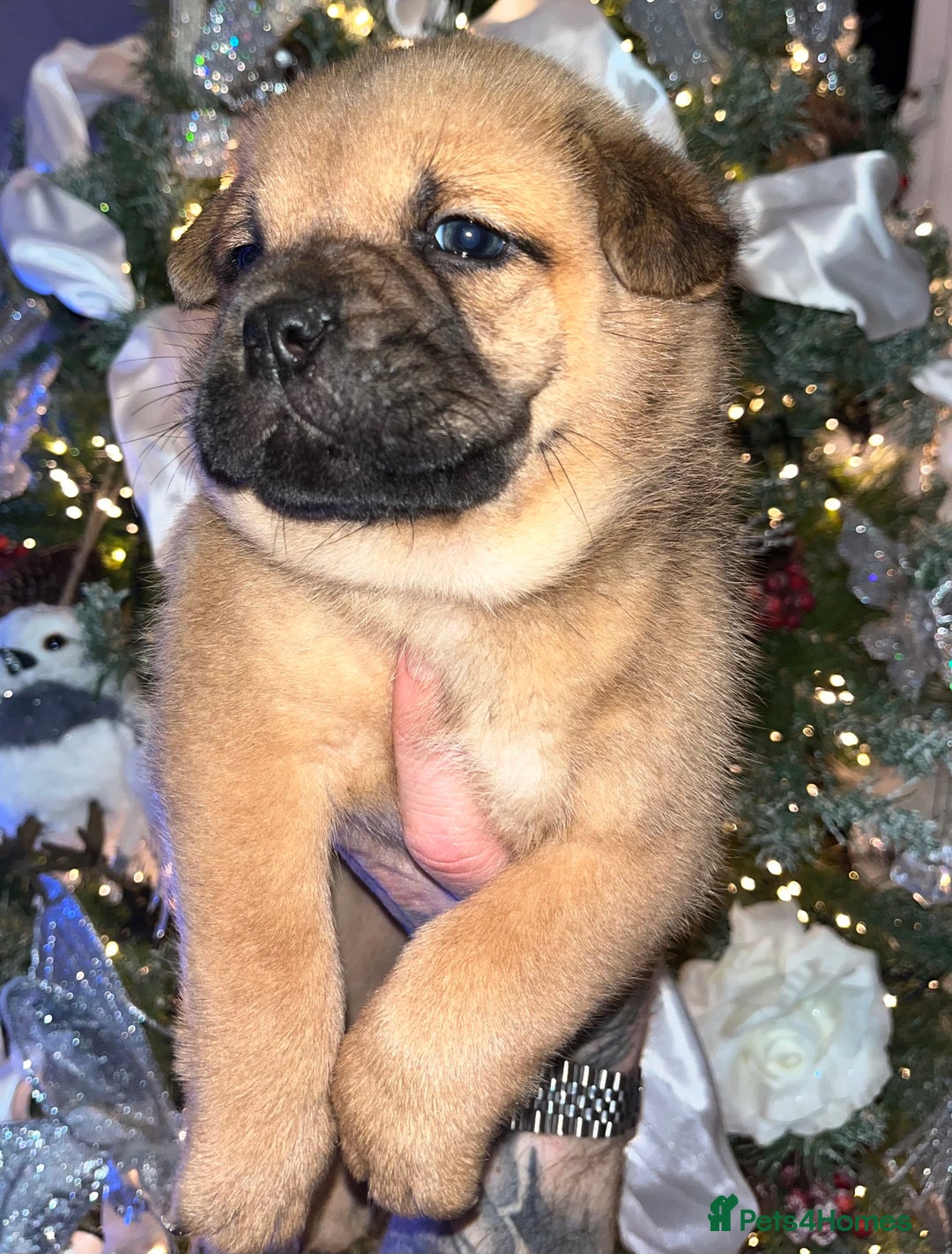 Mixed Breed dogs for sale: 5 frow frow puppies! 😍 - Advert 8