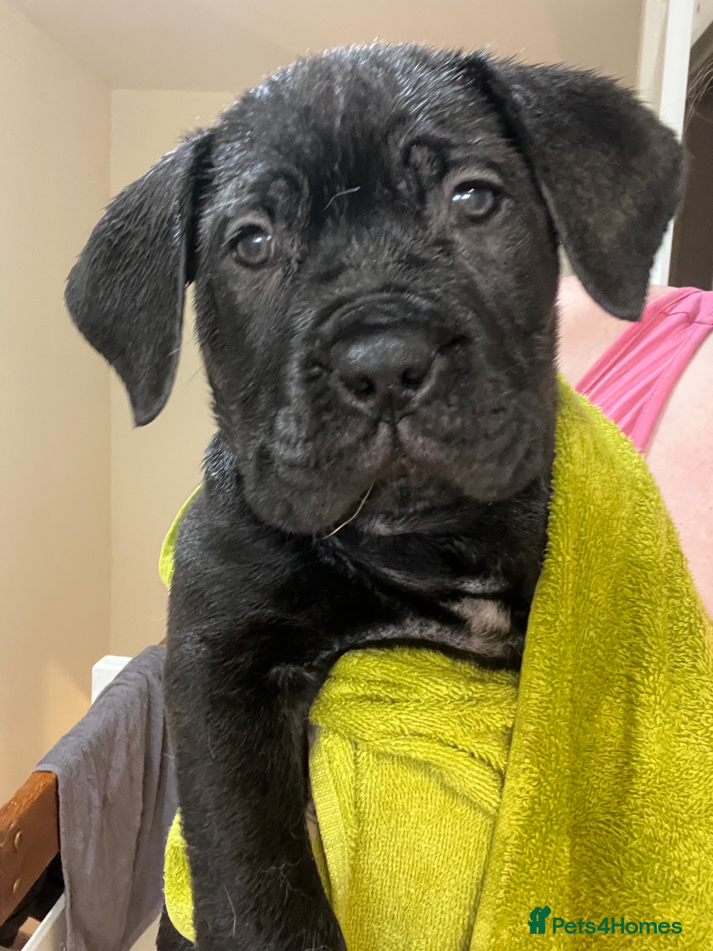 Mixed Breed dogs Litter of 10 Beautiful, Chunky Puppies - Advert 2