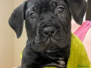 Mixed Breed dogs Litter of 10 Beautiful, Chunky Puppies - Advert 9