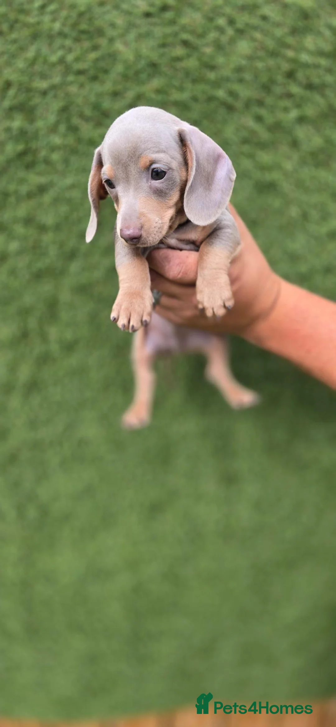 Miniature Dachshund dogs for sale: Long haired miniature dachshunds - Advert 23