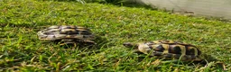 Hermann Tortoise reptiles for sale: Hermann Tortoise almost 3 years old (wildling) - Advert 5