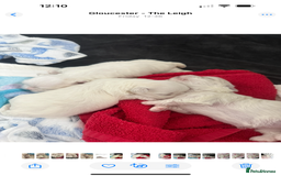 Maltese dogs for sale: Beautiful half Korean Kc reg Maltese  - Image 3