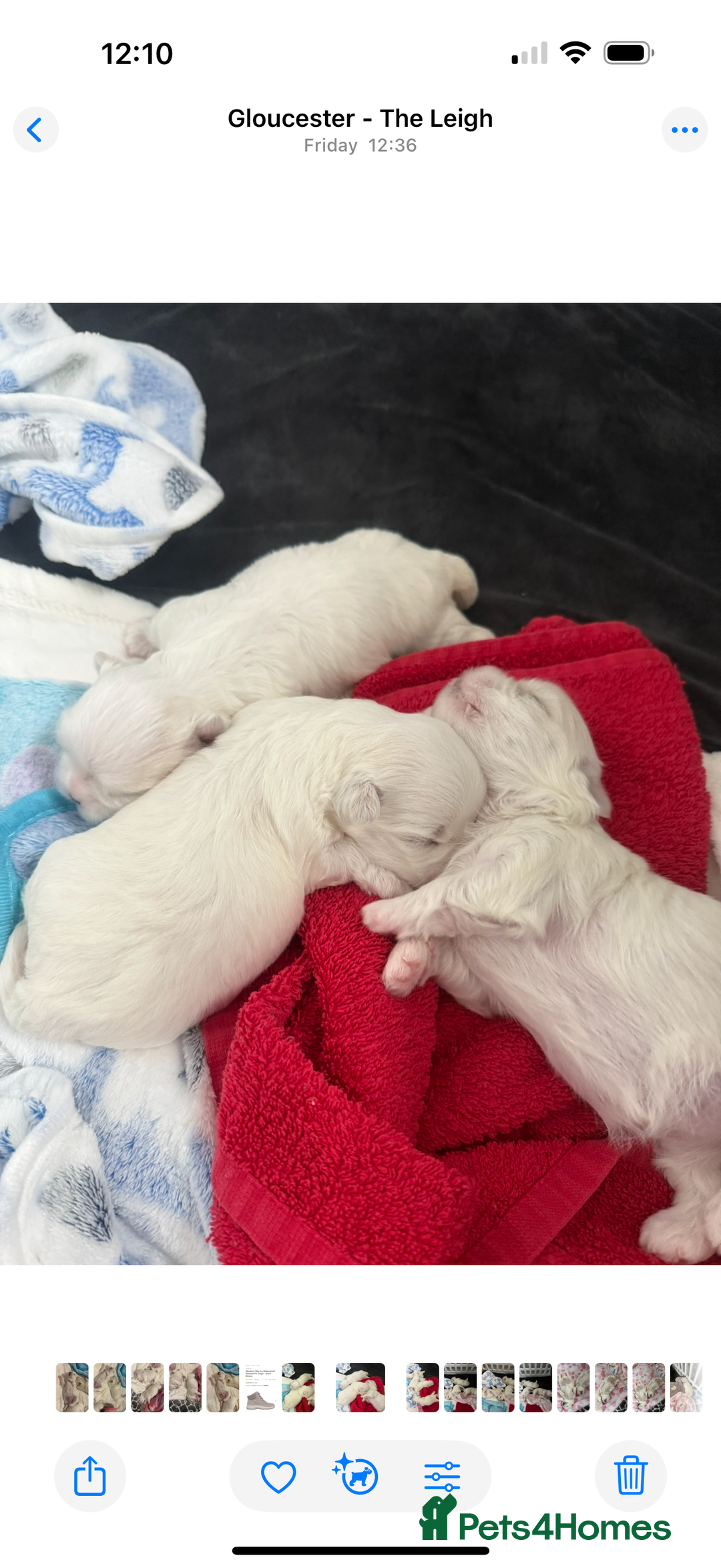 Maltese dogs for sale: Beautiful half Korean Kc reg Maltese  - Image 3