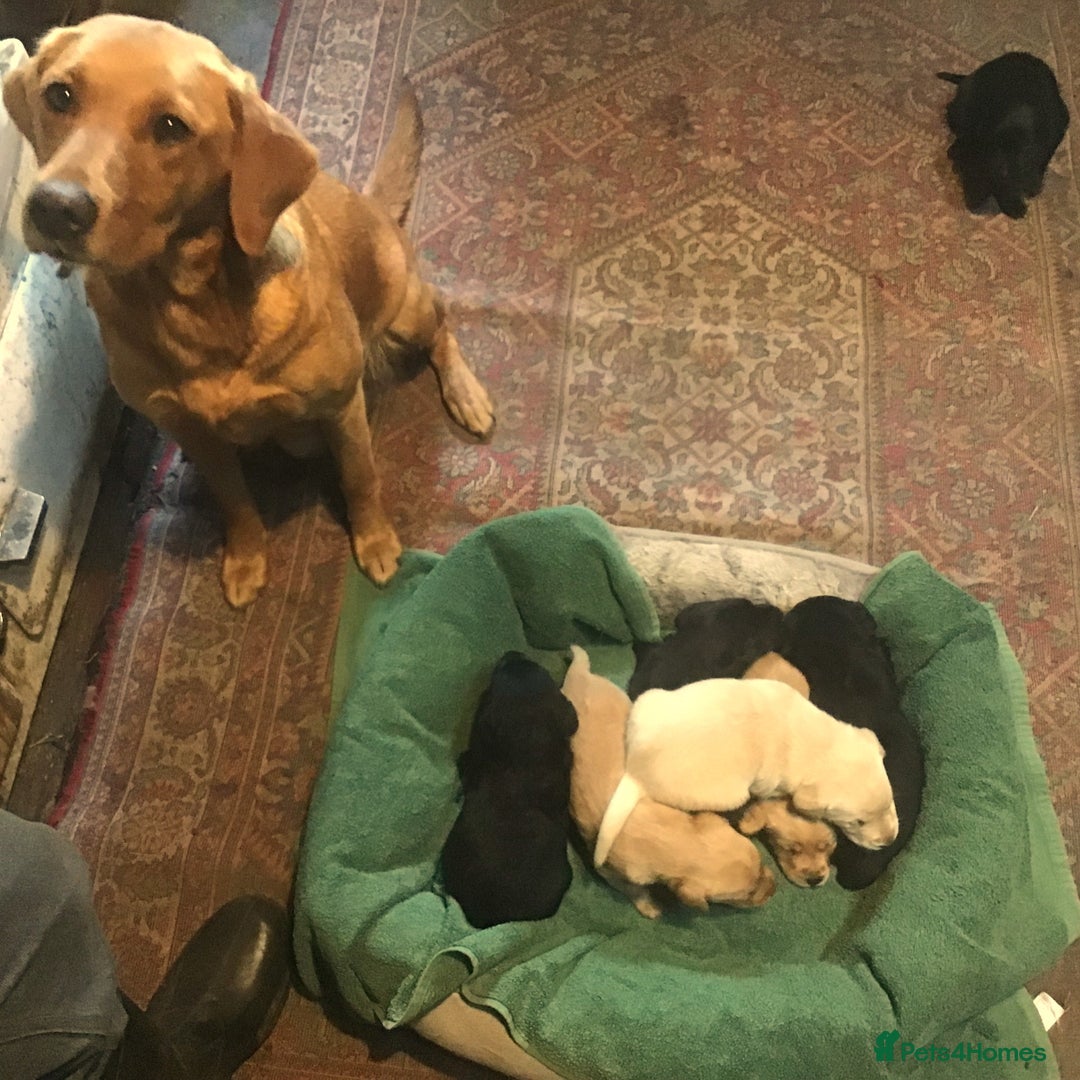 Labrador Retriever dogs for sale: Beautiful KC Reg Lab pups  - Image 10