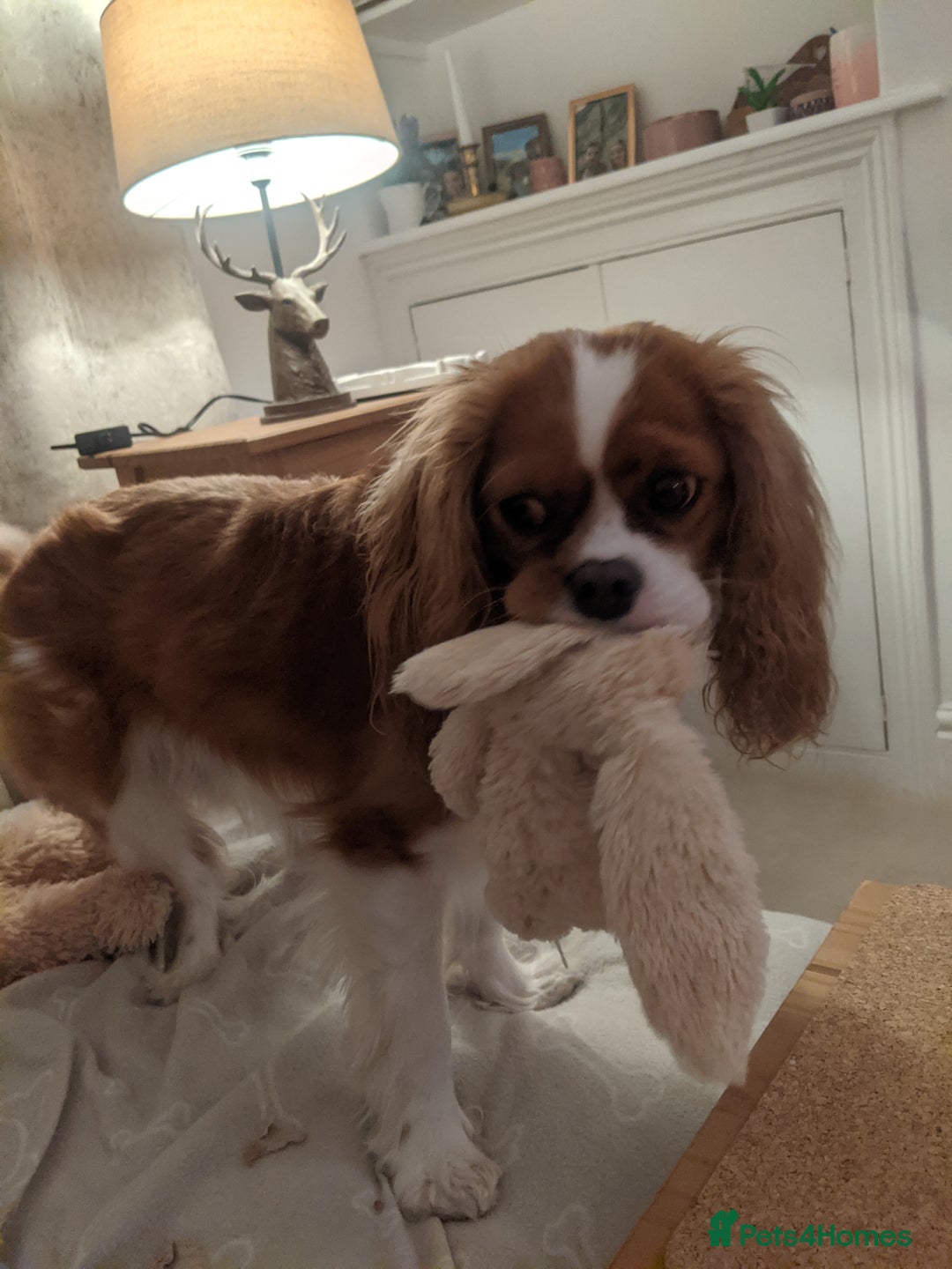 Cavalier King Charles Spaniel dogs for sale: Hyper, healthy 2 year old Cavalier (neutered) - Advert 5