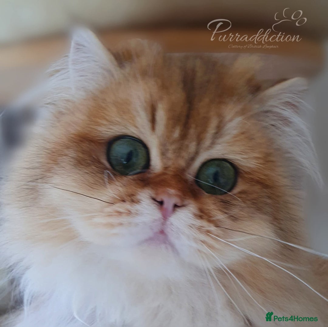 British Longhair cats for sale: Black Golden Shaded Boy - Advert 1