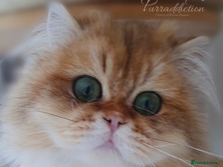 British Longhair cats Black Golden Shaded Boy - Advert 1