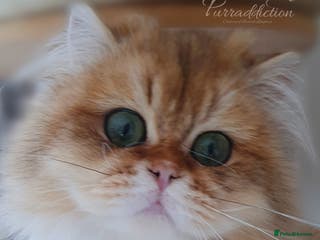 British Longhair cats ***** Now Reserved ***** - Advert 3