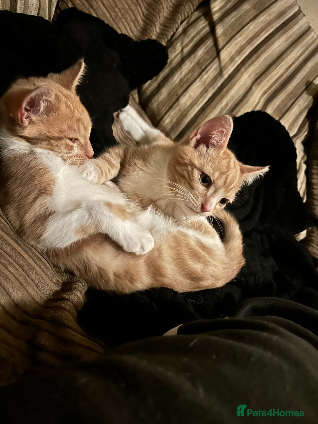 Domestic Shorthair cats for sale: Two ginger males (HAVE TO GO TOGETHER- READ DESC) - Advert 9