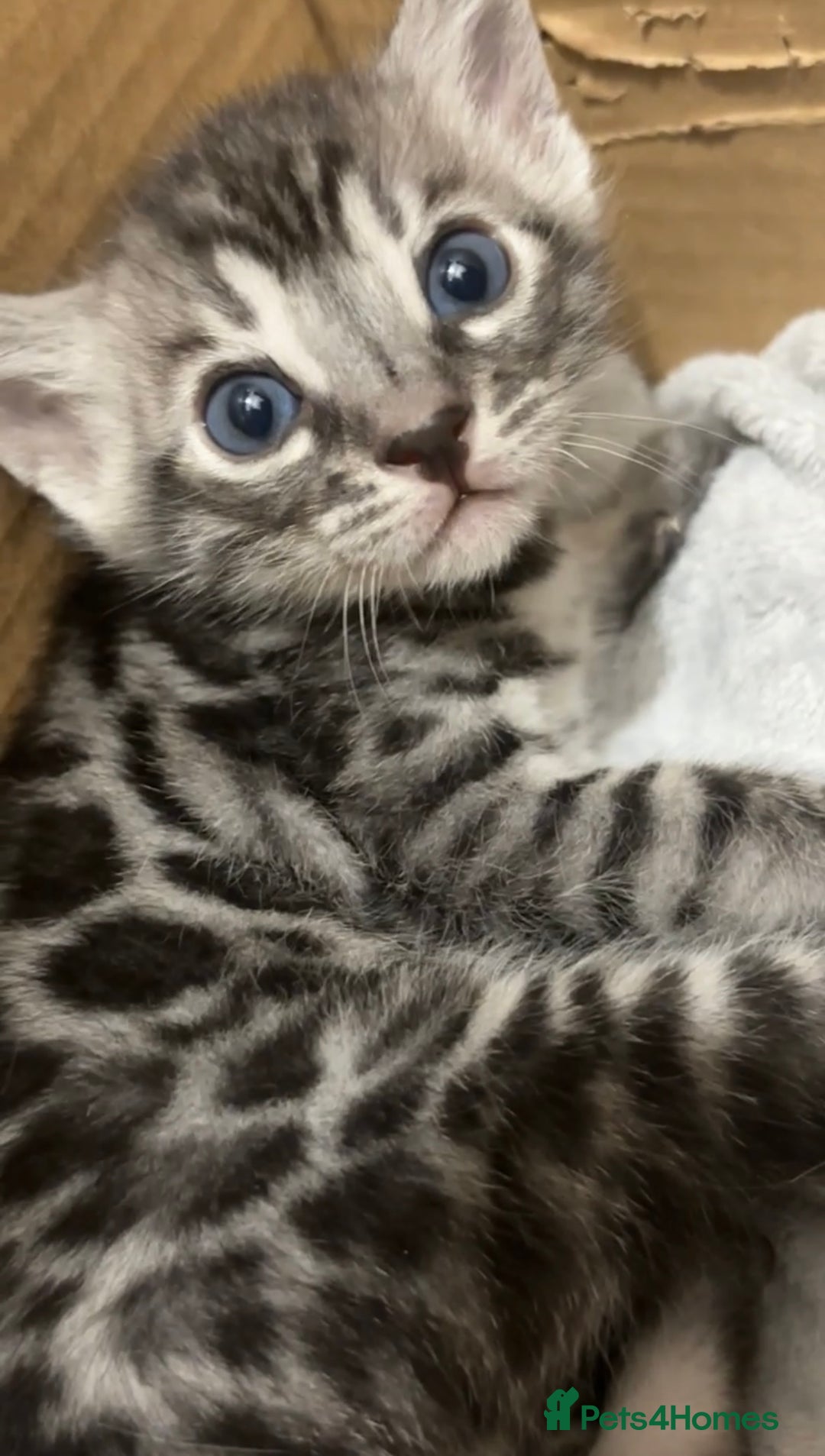 Bengal cats for sale: 🌟Pedigree bengal kittens🌟 - Advert 8