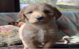 Labradoodle dogs for sale: Lovely Labradoodle Puppies Licenced Breeder - Image 7