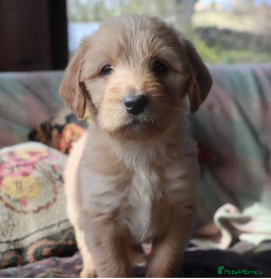 Labradoodle dogs for sale: Lovely Labradoodle Puppies Licenced Breeder - Image 7