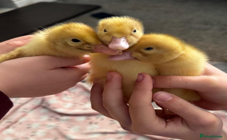 Ducks poultry - Advert 20