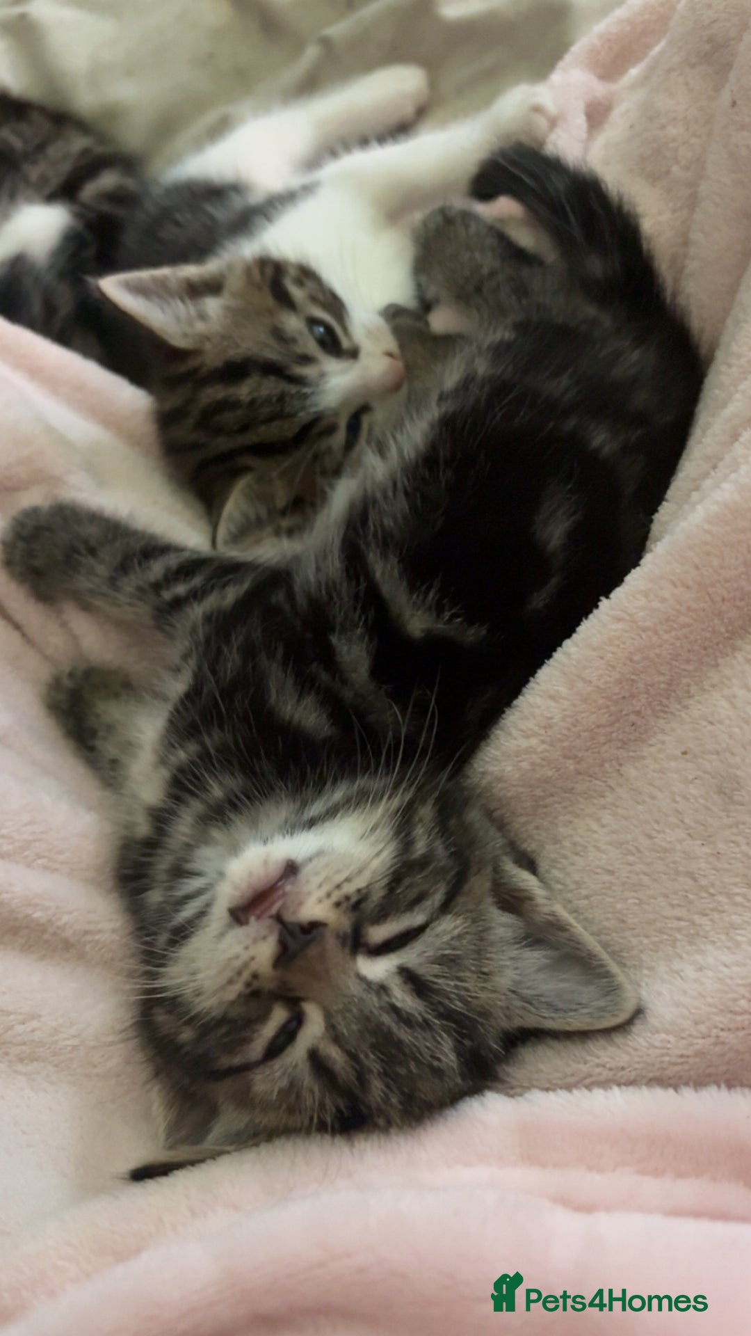 Mixed Breed cats for sale: Five tabby shorthair and longhair kittens - Advert 12