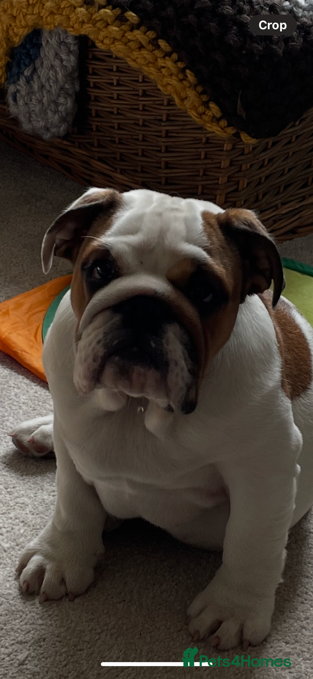 English Bulldog dogs for sale: Beautiful Ten months old bulldog  - Advert 3