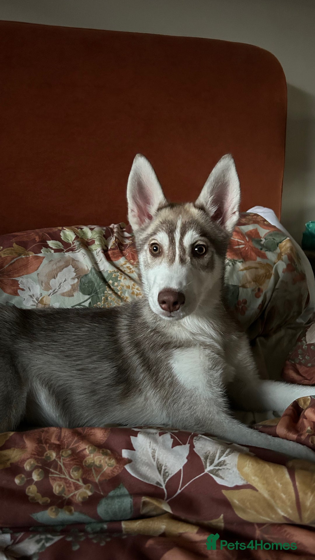 Siberian Husky dogs for sale: Remi - 7 month Siberian husky  - Advert 4