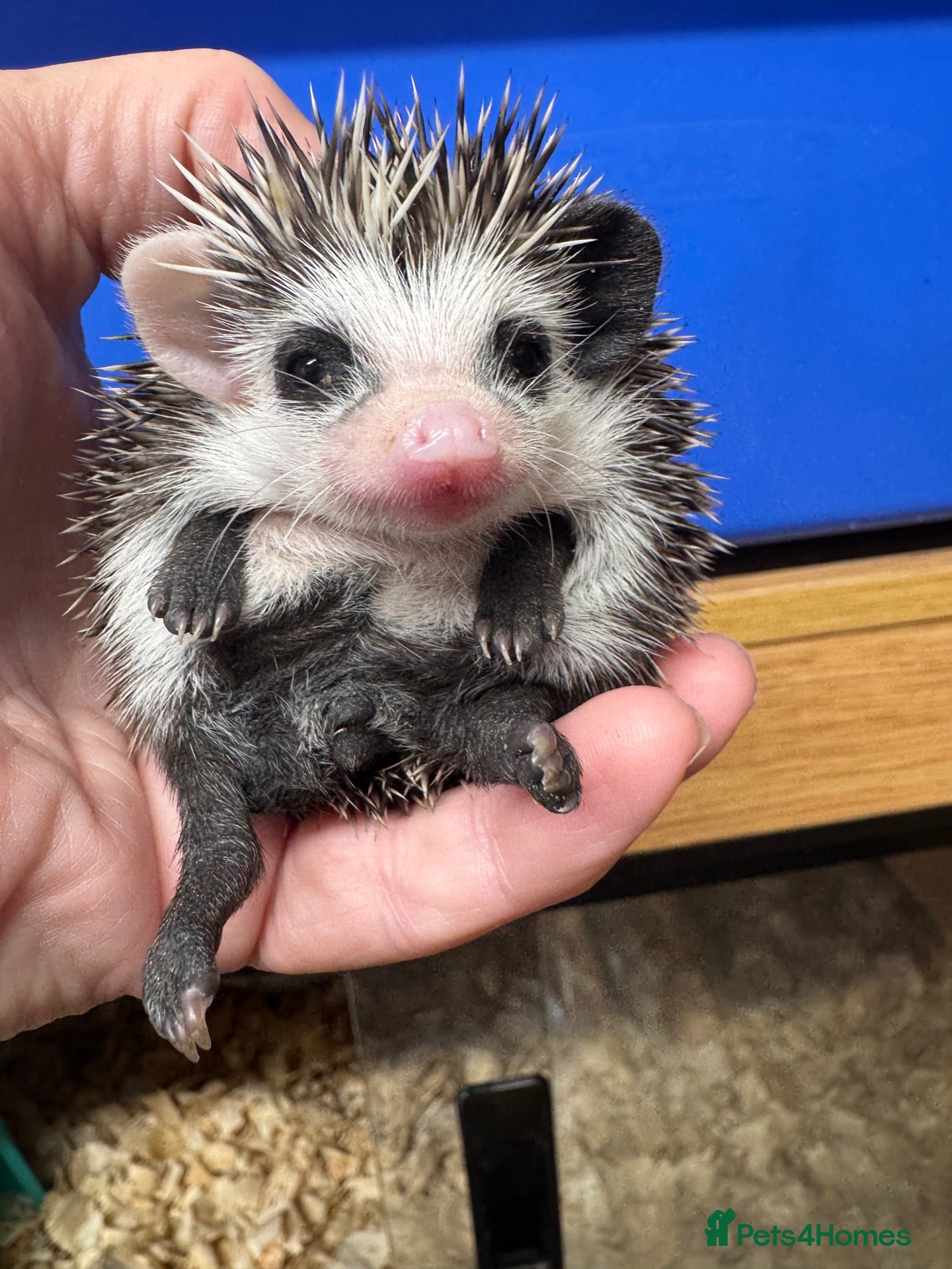 Pygmy Hedgehog rodents Baby hoglets mixed colours/ mask types -READY  - Advert 2