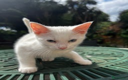 Turkish Angora cats for sale: ⭐️ Beautiful Turkish Angora X Bengal kittens ⭐️ - Image 24