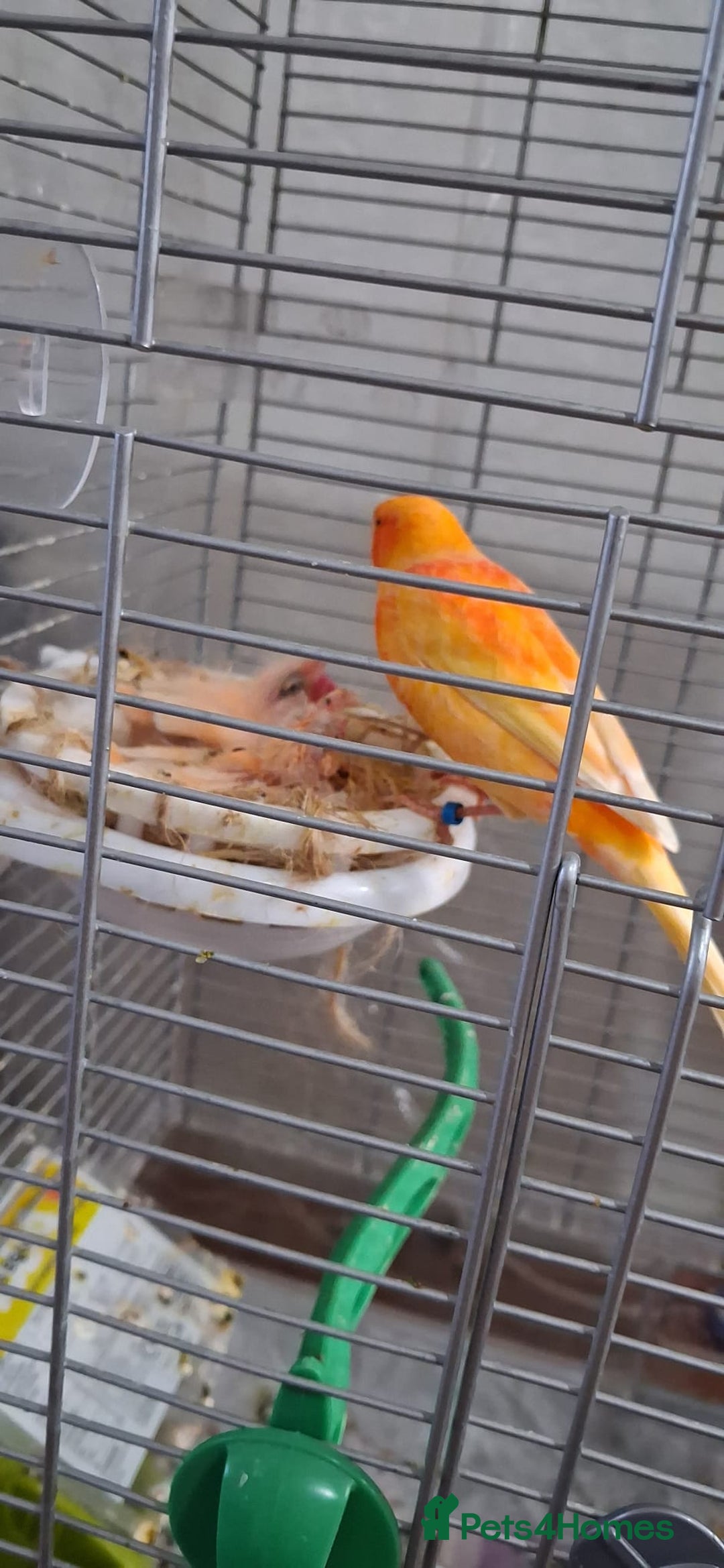 Canaries birds for sale: Canaries breeding pair with babies  - Advert 2