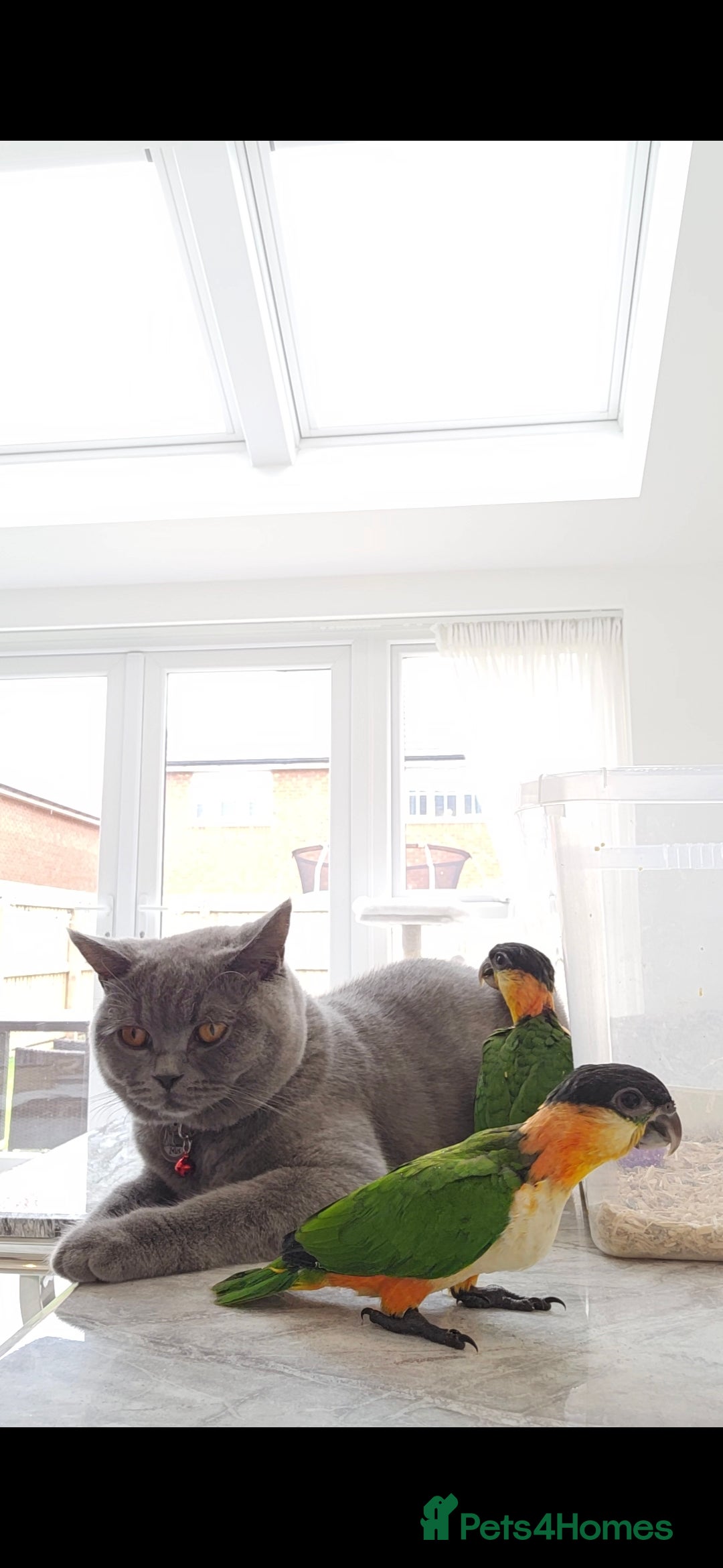 Parrots birds for sale: black headed Caiques hand reared babies  - Advert 5