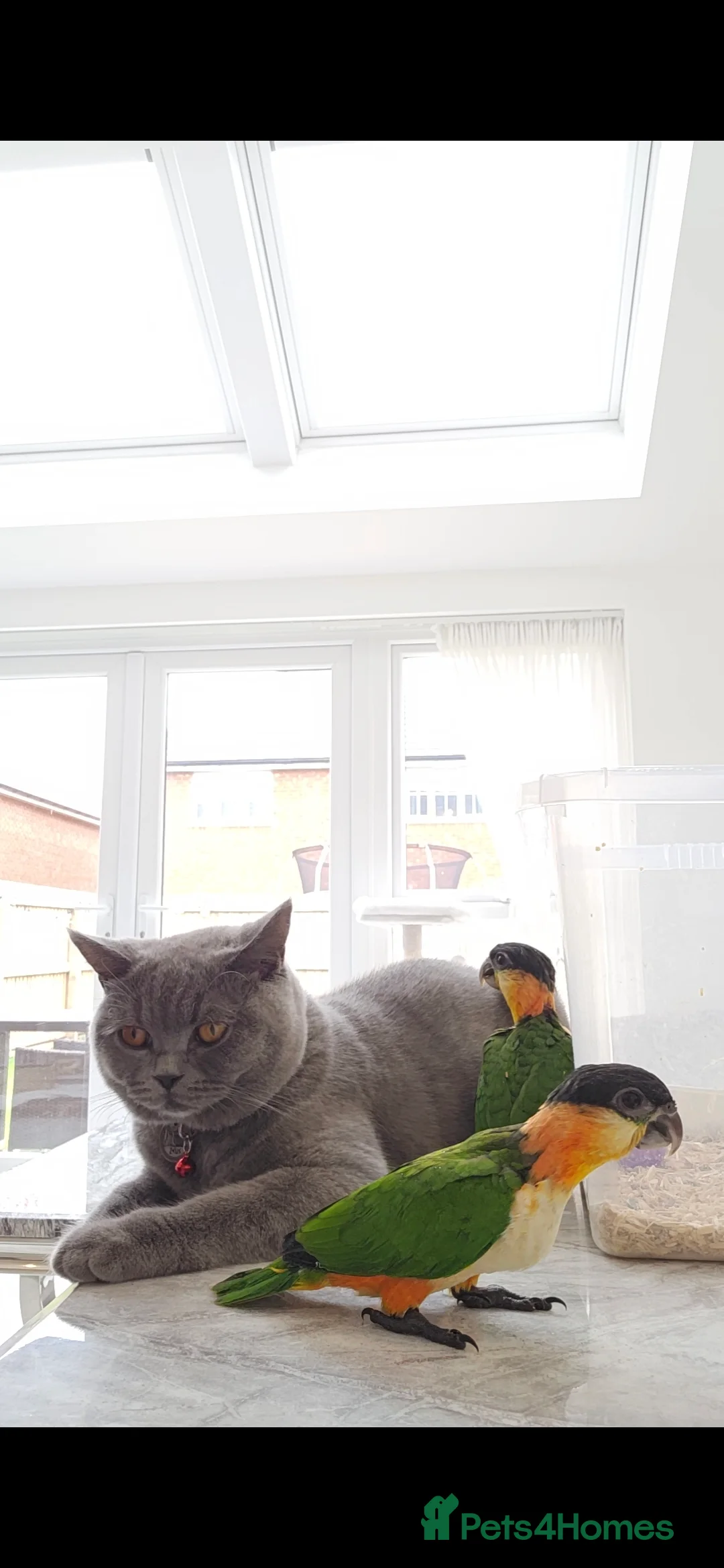 Parrots birds for sale: black headed Caiques hand reared babies  - Advert 5