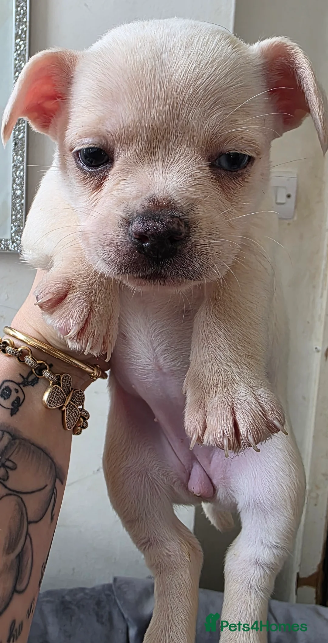 Mixed Breed dogs for sale: Chihuahua cross french bulldog  - Advert 3